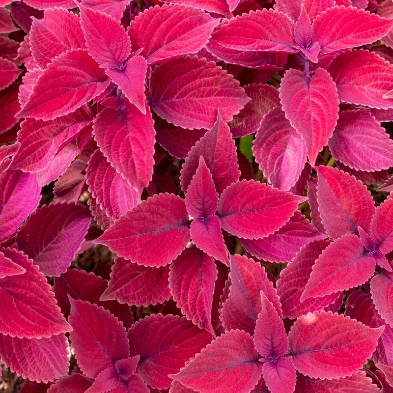 Buntnessel ‘Red Head’