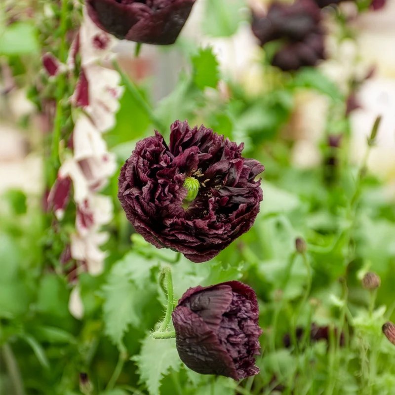 Schlafmohn Black Peony
