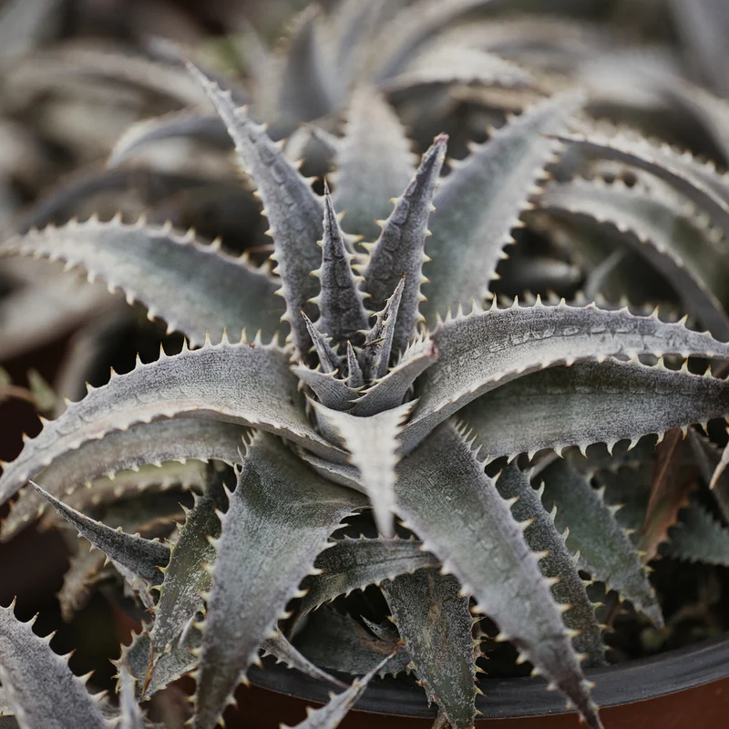 Dyckia Grand Marnier
