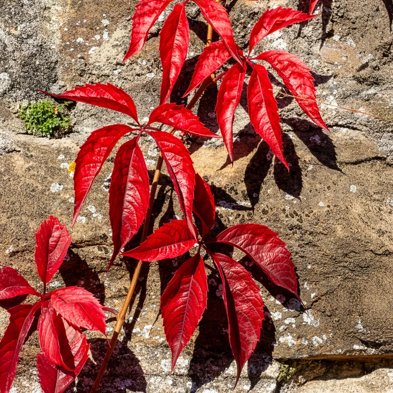 Mauerwein Red wall