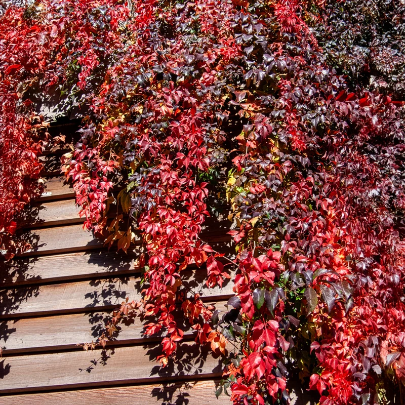 Mauerwein Red wall