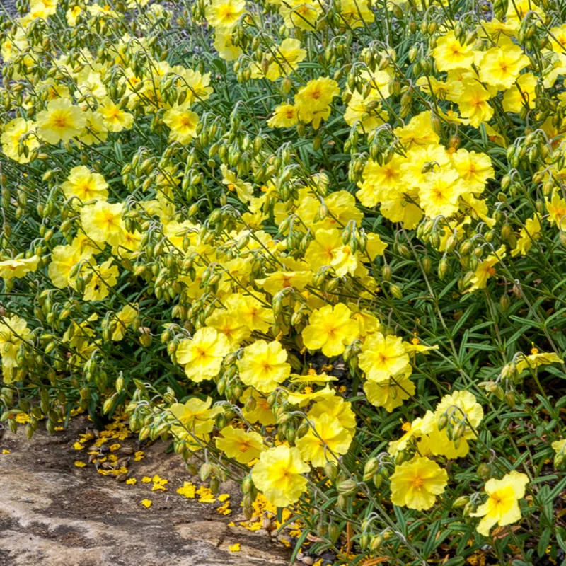 Sonnenröschen Wisley Primrose