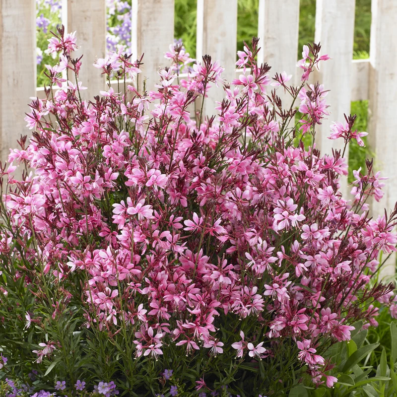 Prachtkerze Baby Butterfly Dark Pink