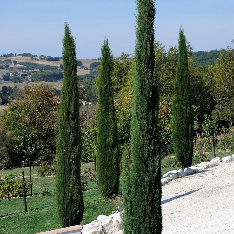 Italienische Zypresse Stricta