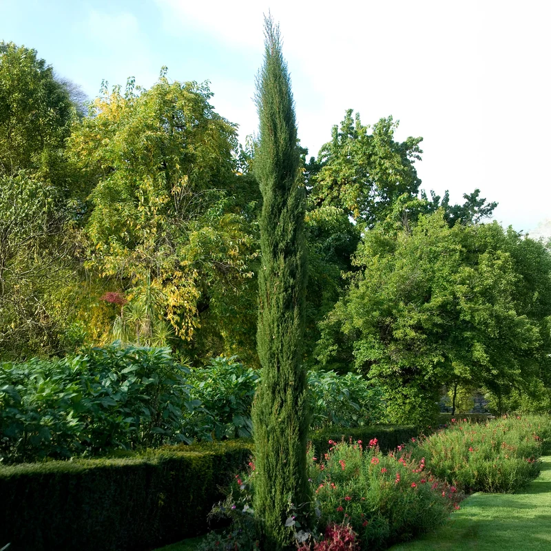 Italienische Zypresse Stricta