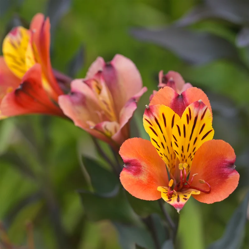 Inkalilie - Alstroemeria Majestic Brissac