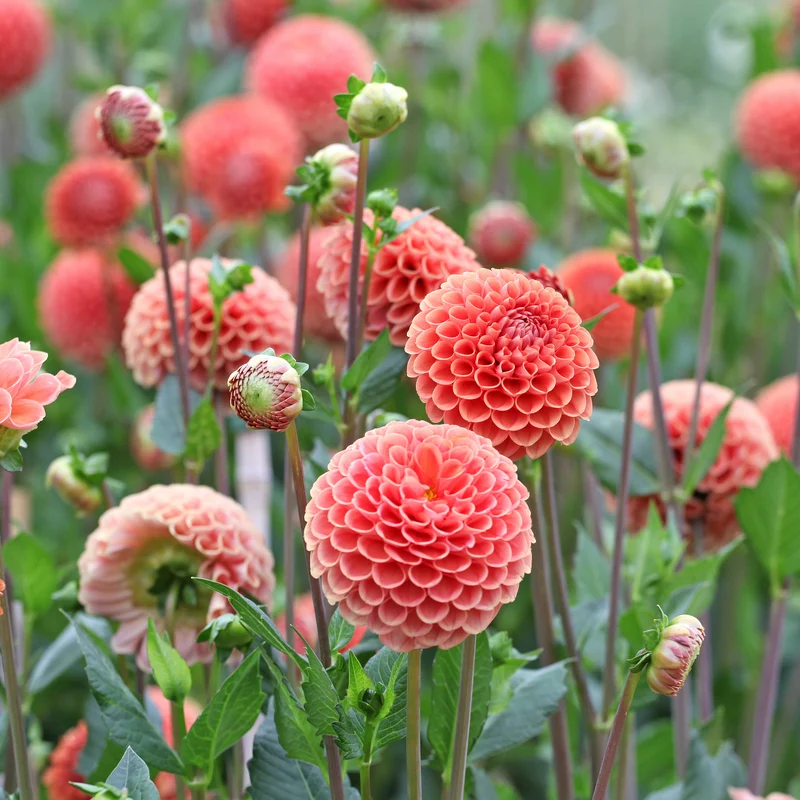 Ball-Dahlie ‘Cornel Bronze’
