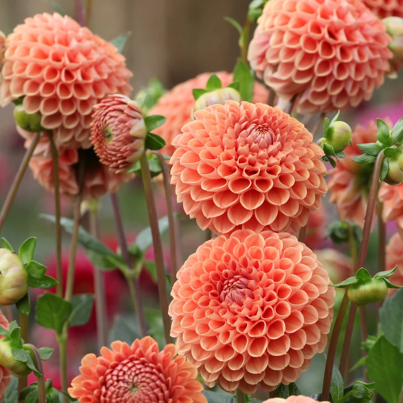 Ball-Dahlie ‘Cornel Bronze’