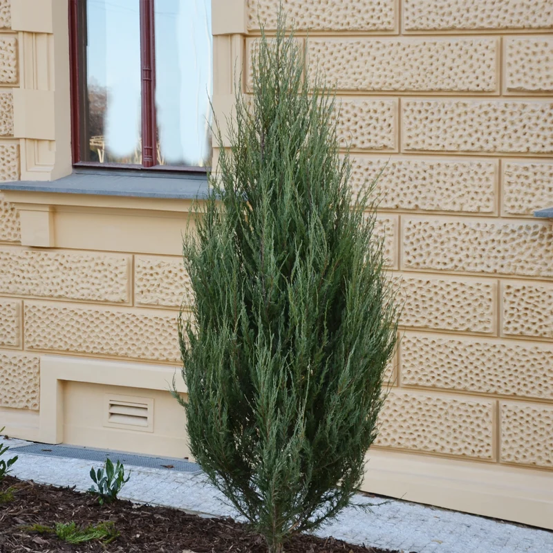 Virginischer Wacholder Blue Arrow