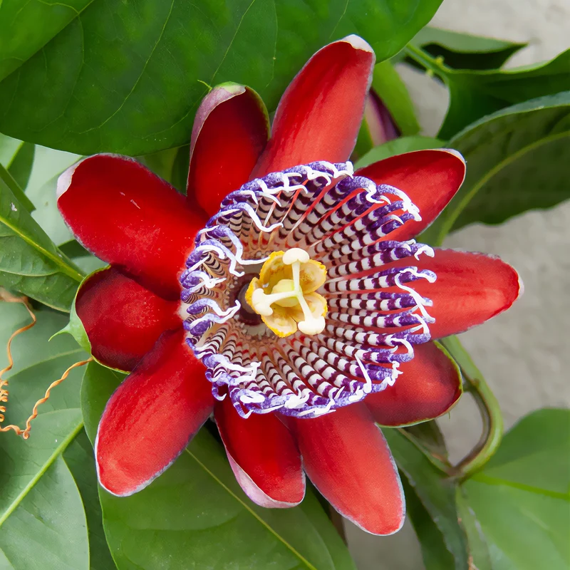 Riesen-Passionsblume