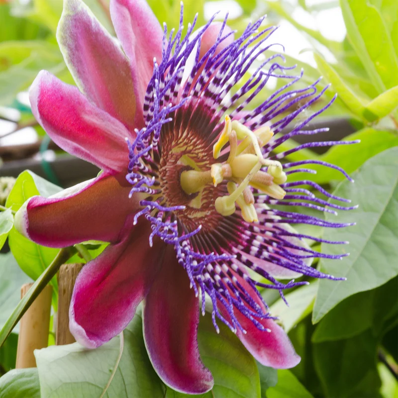 Riesen-Passionsblume