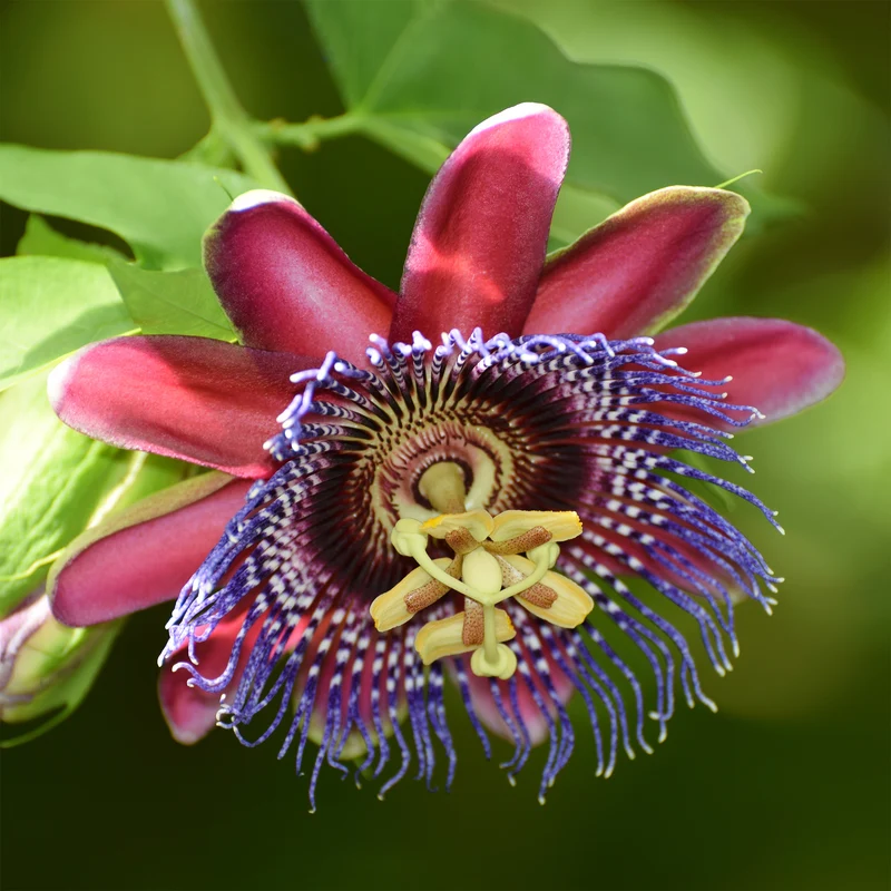 Riesen-Passionsblume