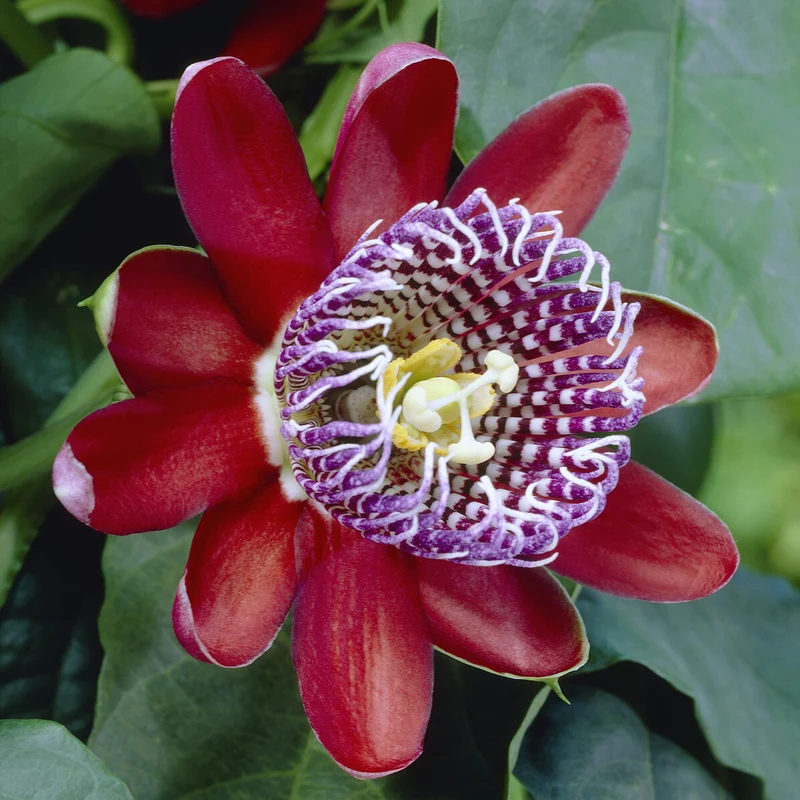 Riesen-Passionsblume