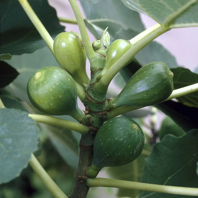 Feige 'Goutte d'Or'