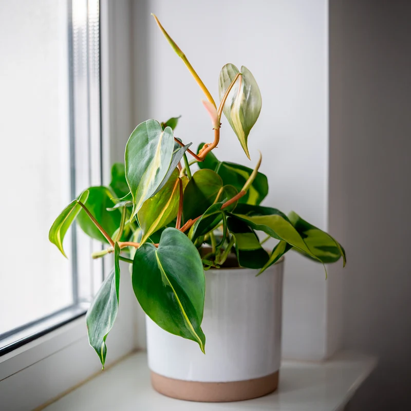 Herzblatt-Philodendron 'Brasil'