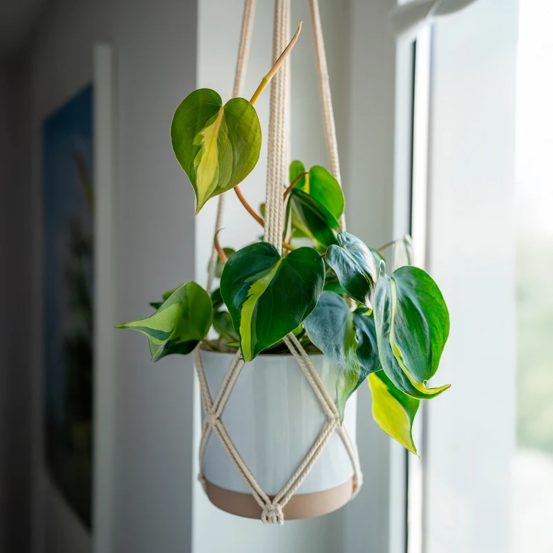 Herzblatt-Philodendron 'Brasil'