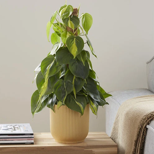 Herzblatt-Philodendron 'Brasil'