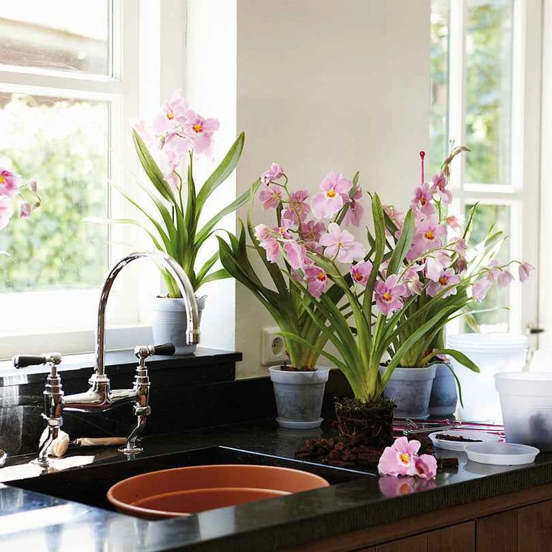 Elho Orchideentopf