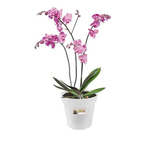 Elho Orchideentopf