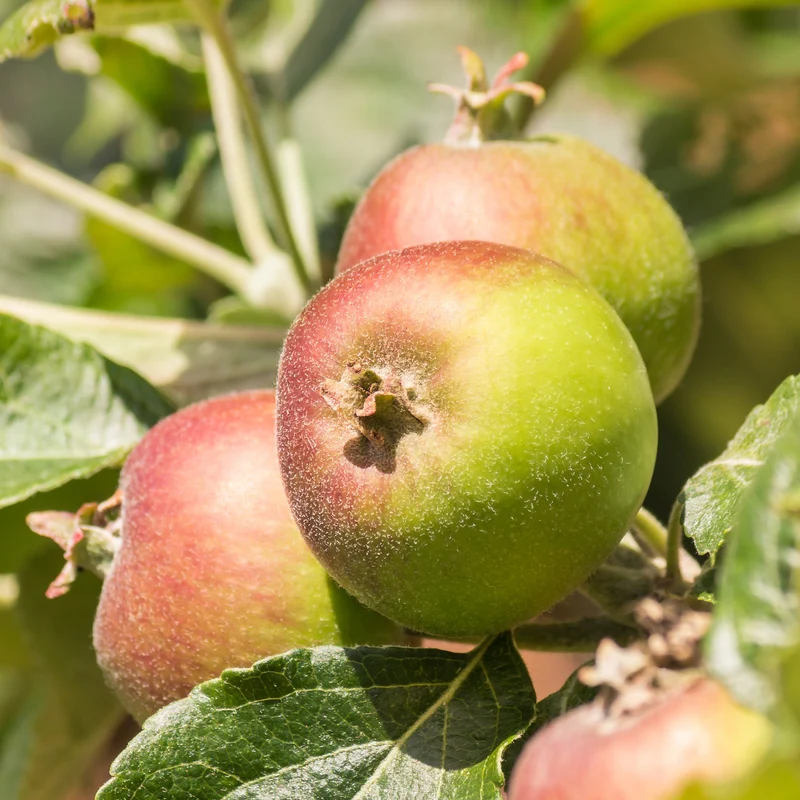 Apfel Braeburn