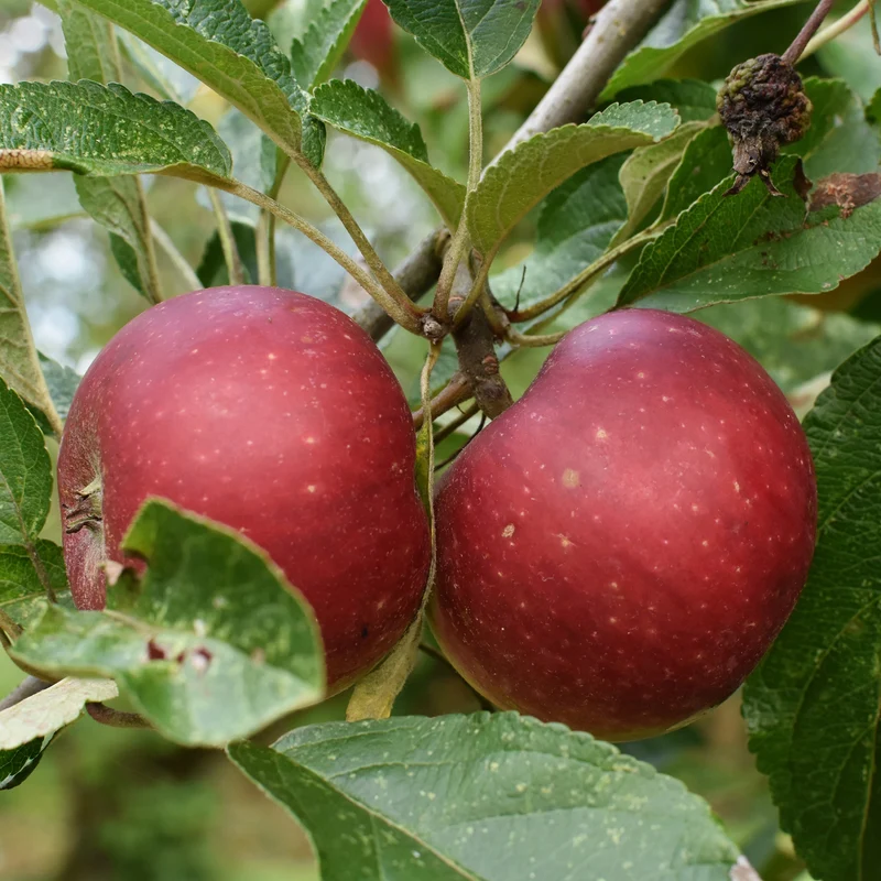 Apfel Ingrid Marie