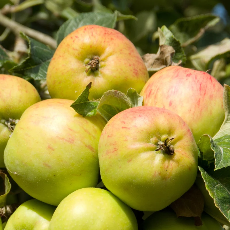 Apfel Bramleys Seedling
