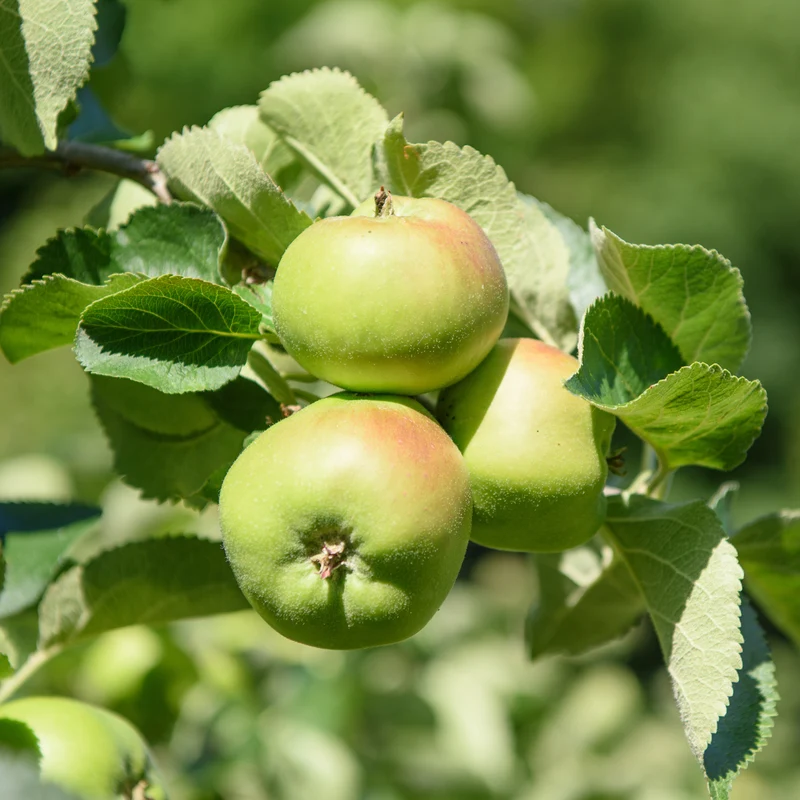 Apfel Bramleys Seedling