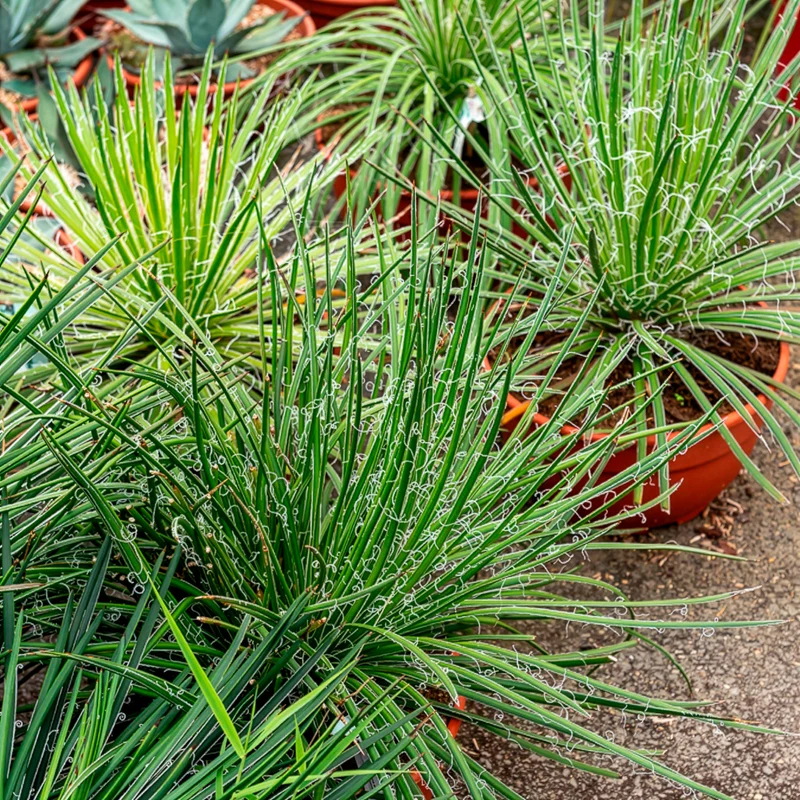 Zwillingsblütige Agave