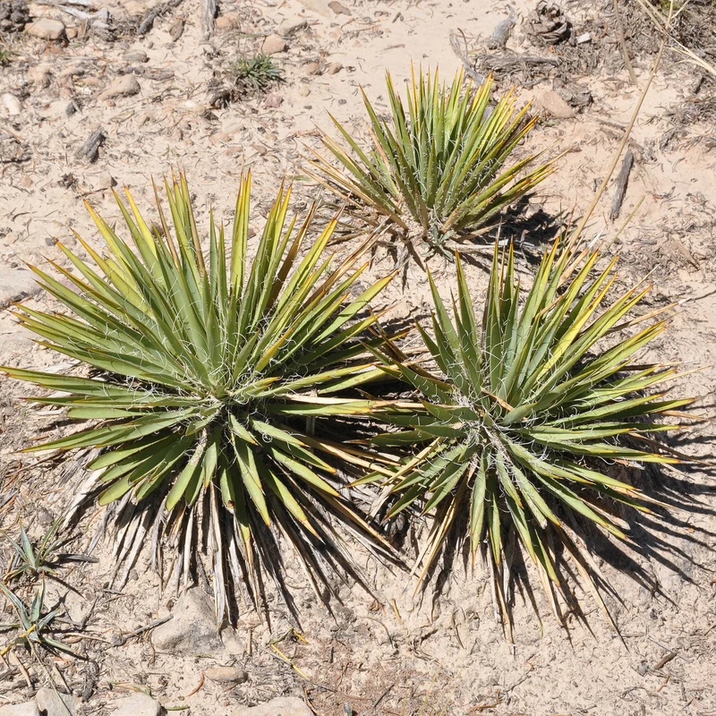 Zwillingsblütige Agave
