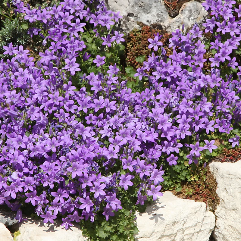 Blaue und weiße Stauden