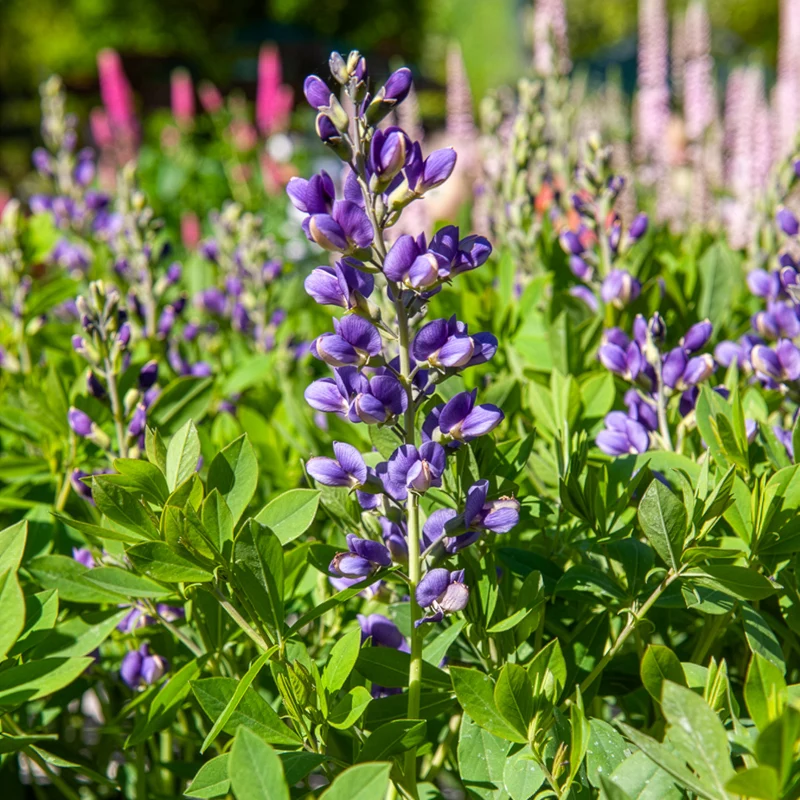Blaue Färberhülse Decadence Blueberry Sundae