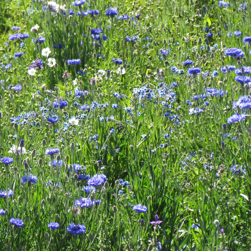 Blaue Blütenmischung
