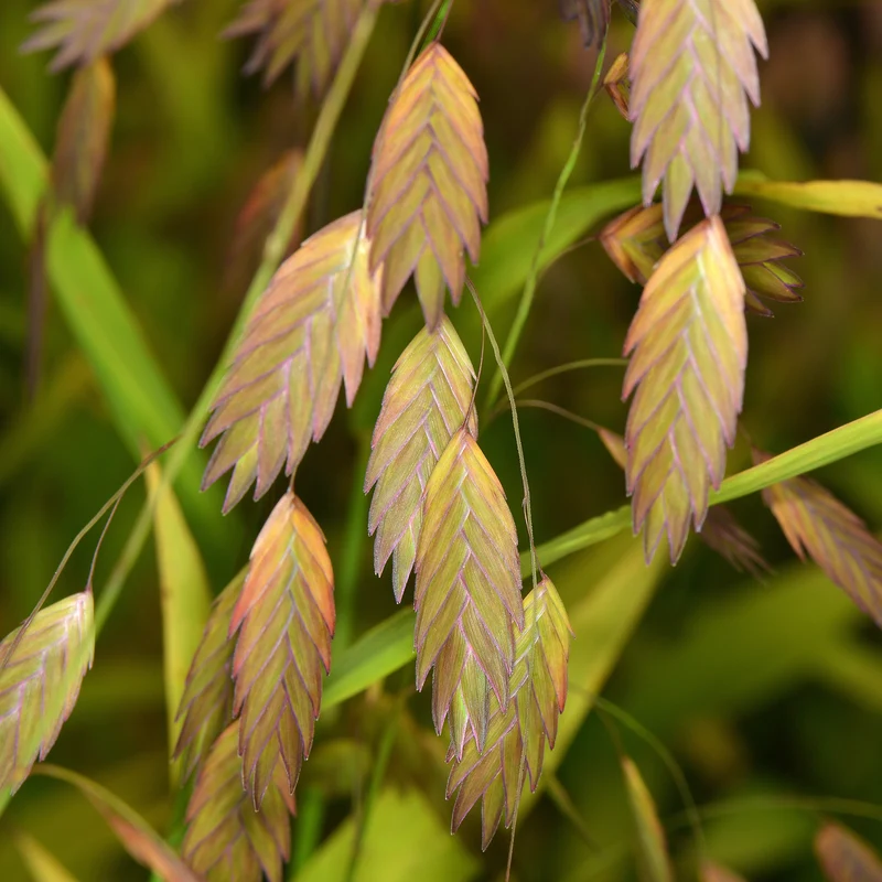 Plattährengras