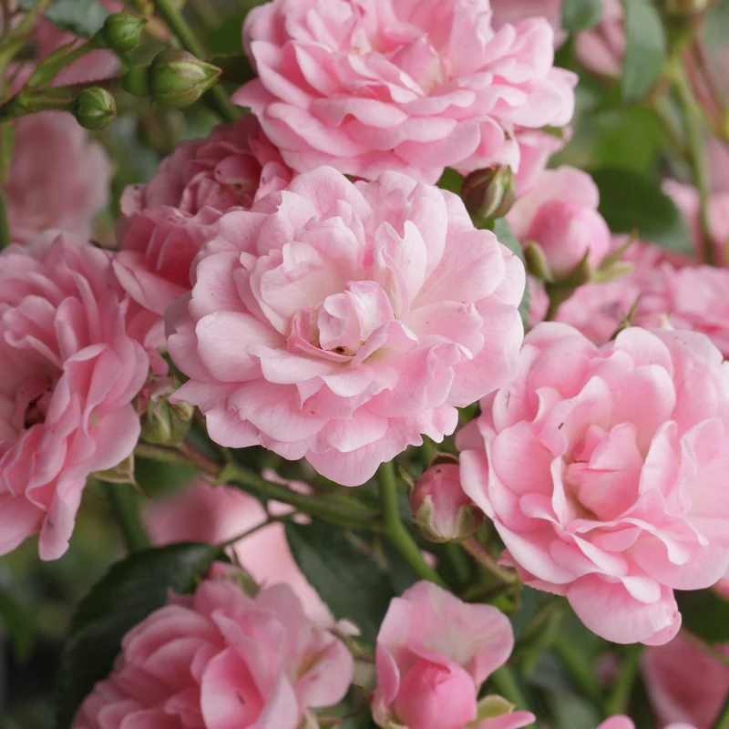 Rose Rosa 'The Fairy'®