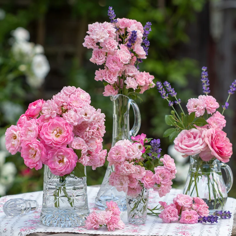 Rose Rosa 'The Fairy'®