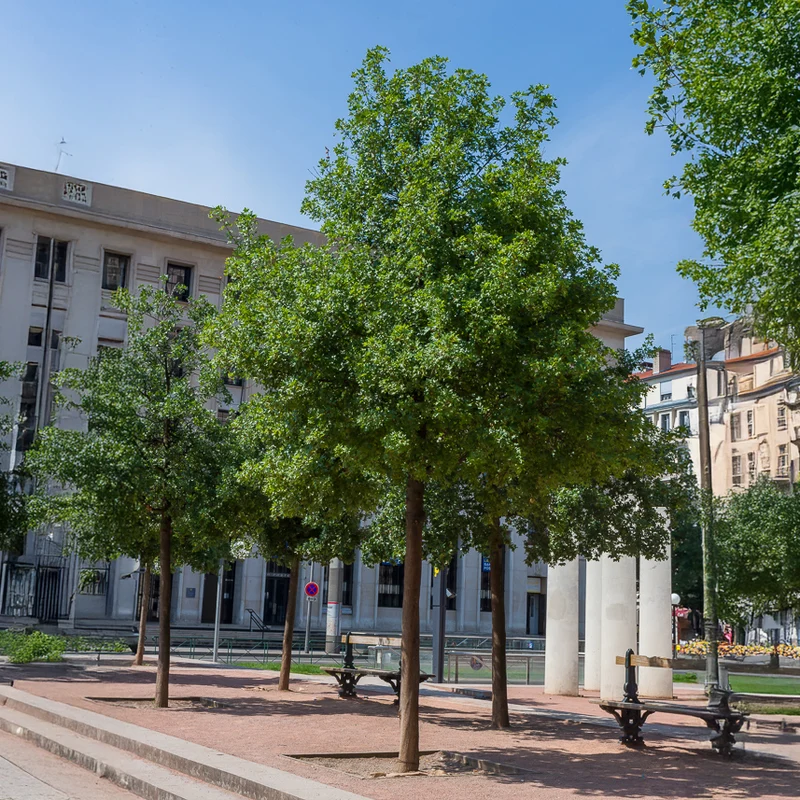 Montpellier-Ahorn