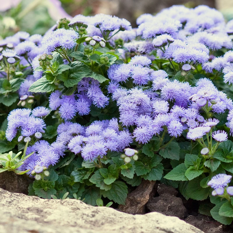 Blauer Leberbalsam (Ageratum)