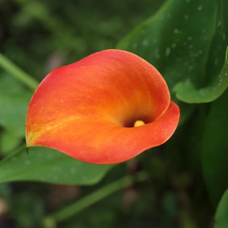 Calla-Lilie ‘Peach Pearl’