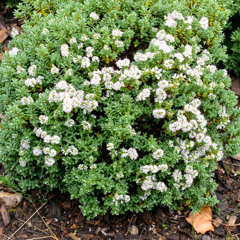 Strauchveronika