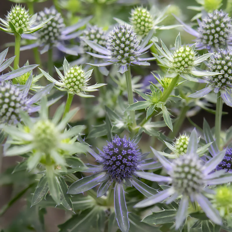 Flachblättrige Edeldistel Blue Hobbit