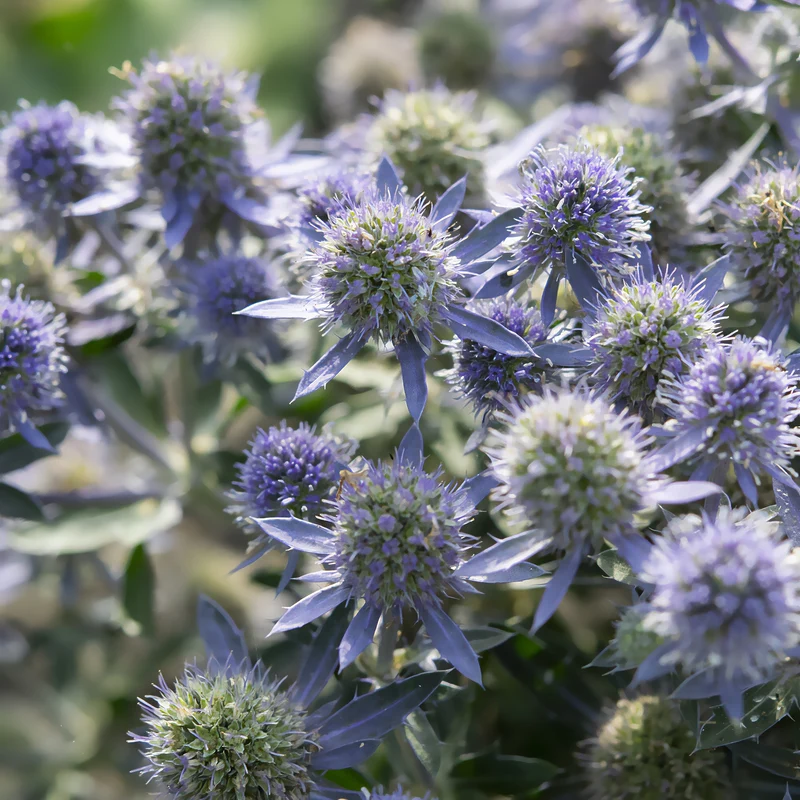 Flachblättrige Edeldistel Blue Hobbit