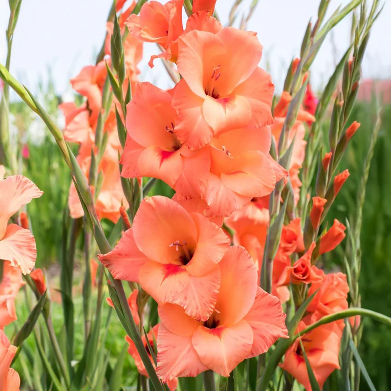 Gladiolen ‘Peter Pears’ (x25)