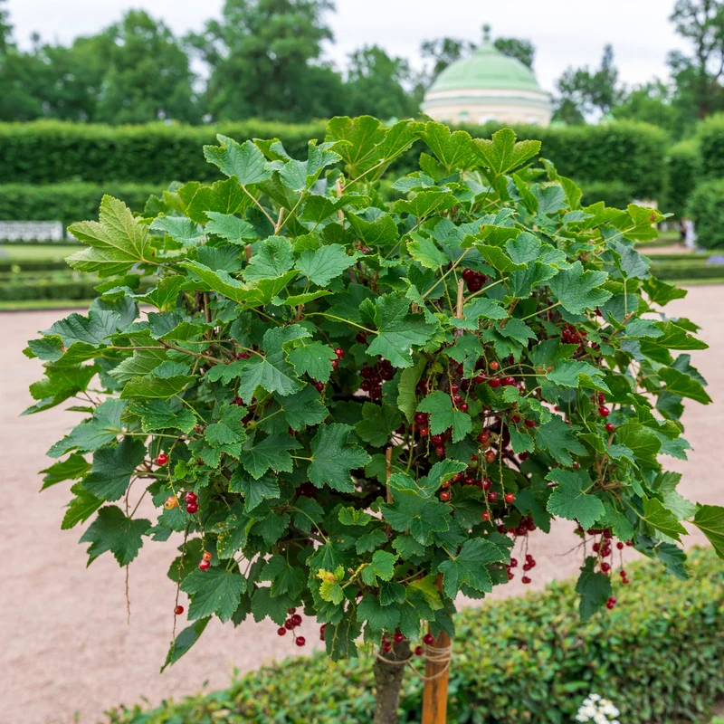 Rote Johannisbeere auf Stamm ‘Jonkheer van Tets’