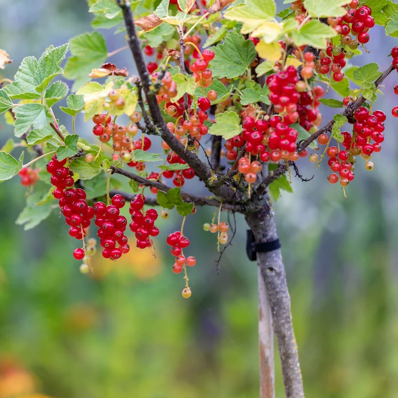 Rote Johannisbeere auf Stamm ‘Jonkheer van Tets’