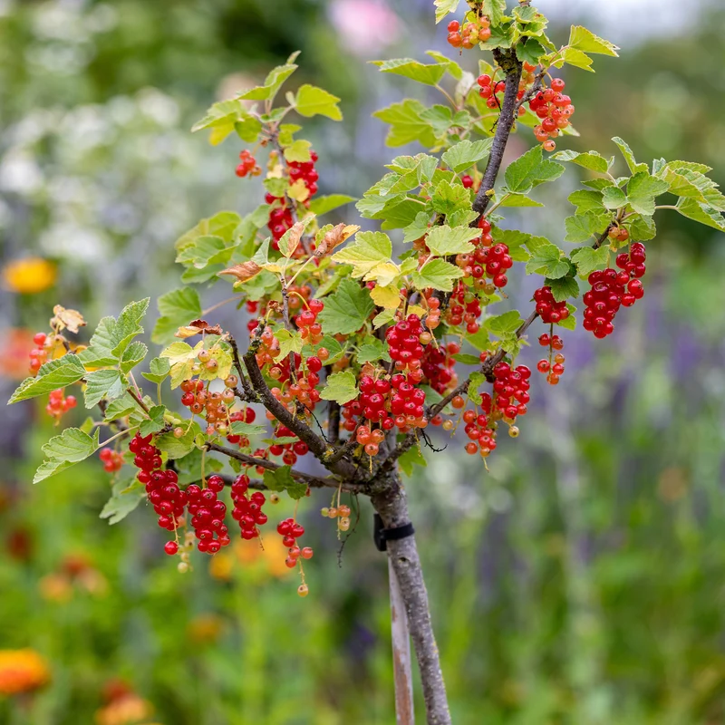Rote Johannisbeere auf Stamm ‘Jonkheer van Tets’
