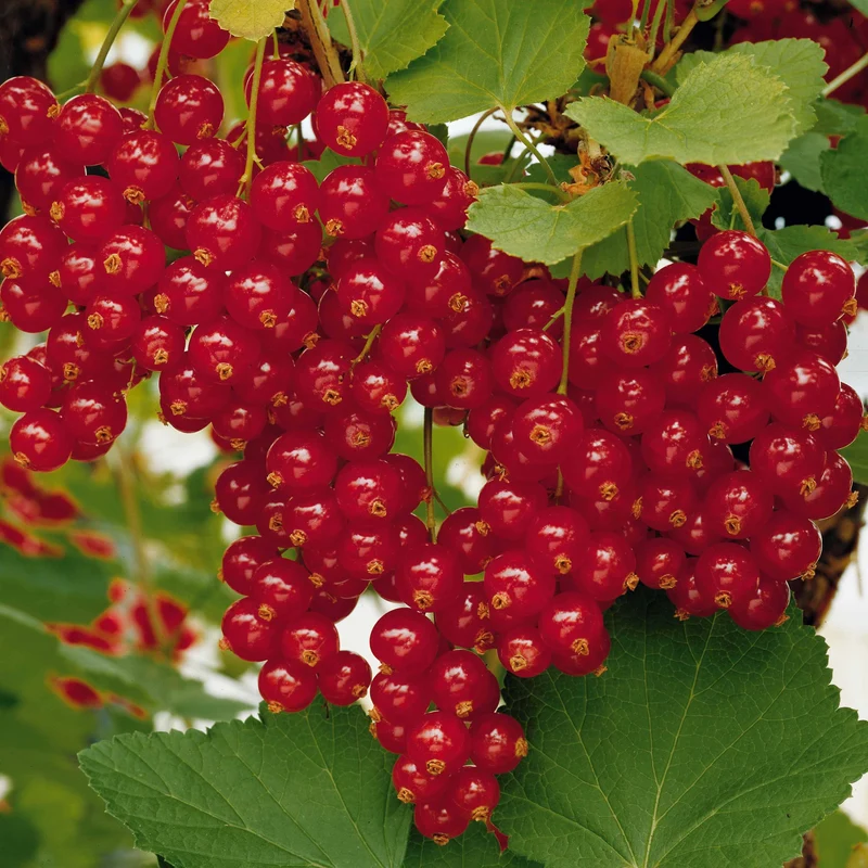 Rote Johannisbeere auf Stamm ‘Jonkheer van Tets’