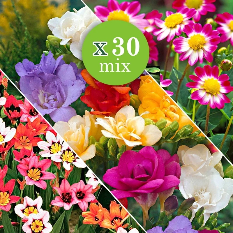 Sommerblüher-Blumenzwiebeln Mischung (x30)