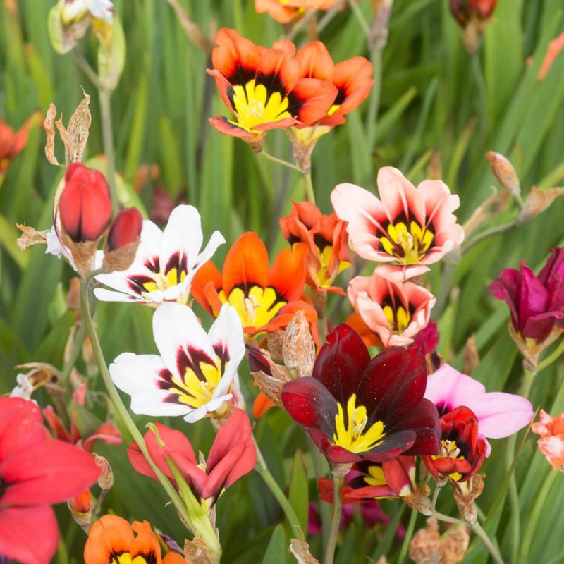 Sommerblüher-Blumenzwiebeln Mischung (x30)