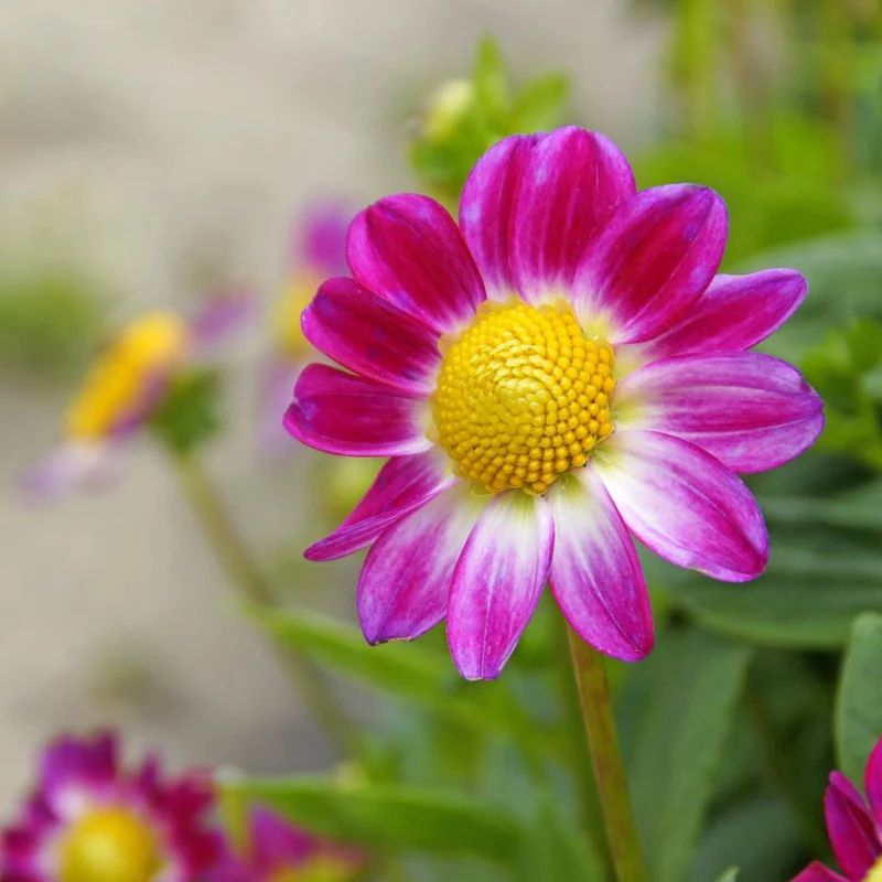 Sommerblüher-Blumenzwiebeln Mischung (x30)