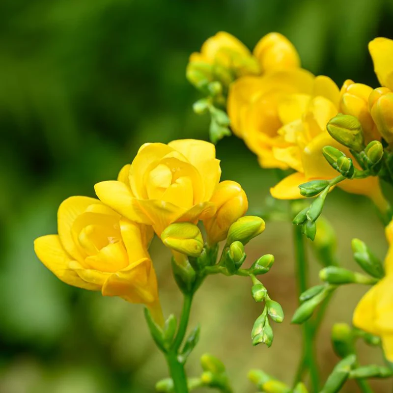 Sommerblüher-Blumenzwiebeln Mischung (x30)